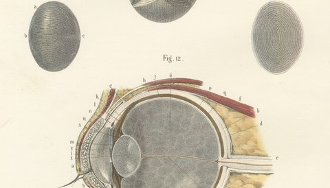 The Crystalline Lens, Antique Hirschfeld Anatomy Print, 1866, view 5