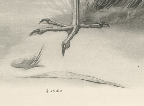 Grey Heron, Antique Bird Print after Lilian Medland, circa 1909, close-up 1