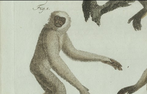 Original Antique Print of Three Monkeys by Bertuch, circa 1805, close-up 1