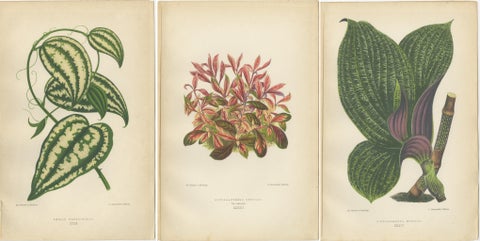 Verdant Splendor: Botanical Illustrations of Foliage from 1880, view 5