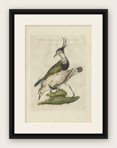 Tringa vanellus, Northern Lapwing (Kievit/Ljip) by Nozeman & Sepp, 1809, shown framed