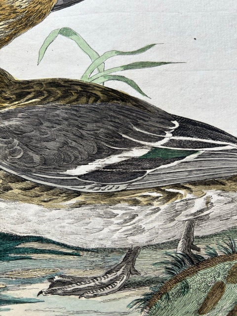 Eurasian Teal (Anas crecca), Female with Nest and Eggs, Nozeman & Sepp, 1789, view 3