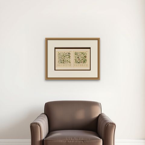 German Botanical Plates Umbellifers & Medicinal Plants, Stuttgart c.1890, shown framed on a wall