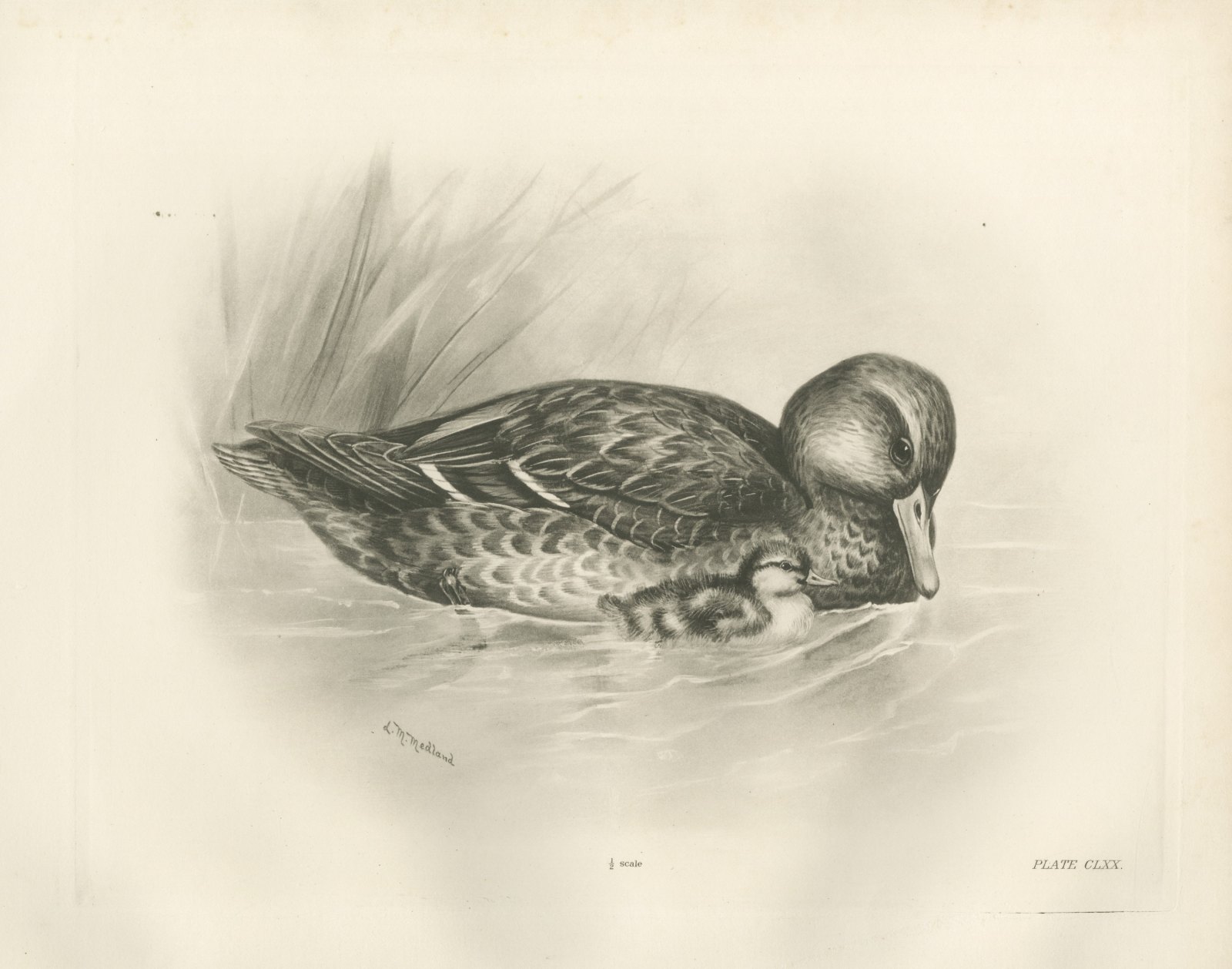Wild Duck (Female) with Duckling, Plate CLXX after Lilian Medland, c. 1909