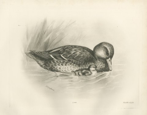 Wild Duck (Female) with Duckling, Plate CLXX after Lilian Medland, c. 1909