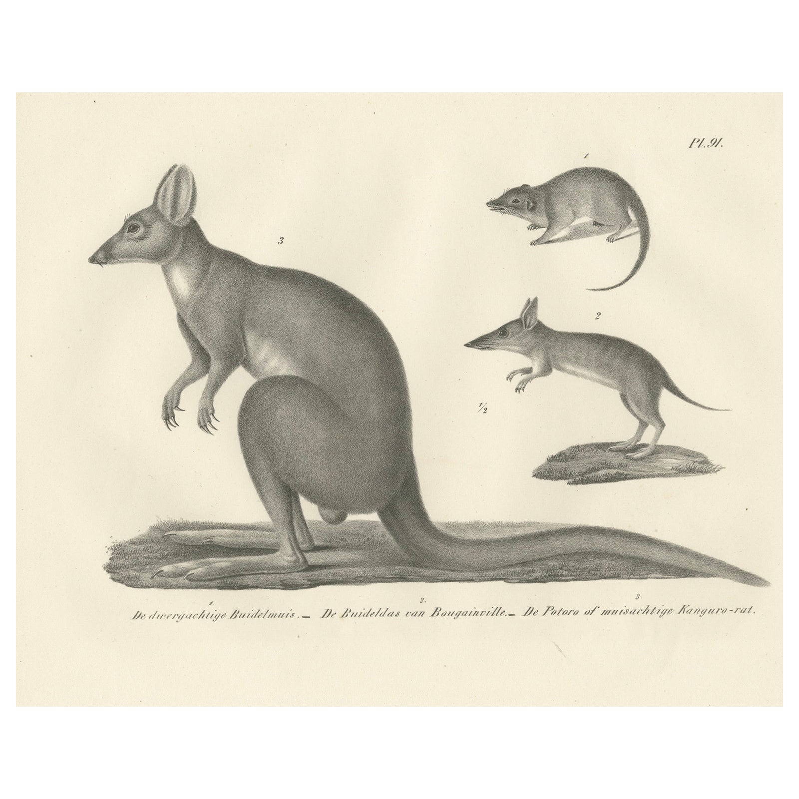 Rare 19th-Century Lithograph of Marsupials Showing the Potoroo and Kangaroo Rat