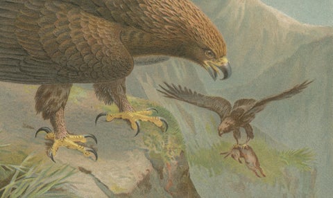 Antique Golden Eagle Bird Lithograph, Royal Natural History, 1895, close-up 3