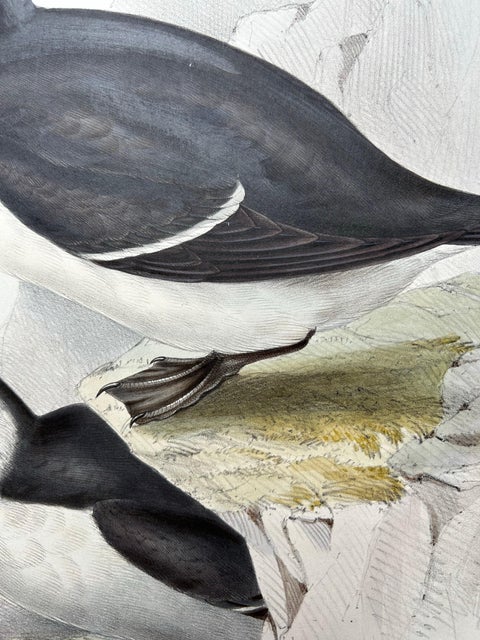 Elegant Hand-Colored Print of the Razor-Bill Auk by John Gould, c.1832, view 8