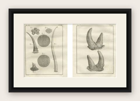 Antique Rhinoceros Horn Anatomy Engravings, Buffon Scientific Pair 1769, shown framed