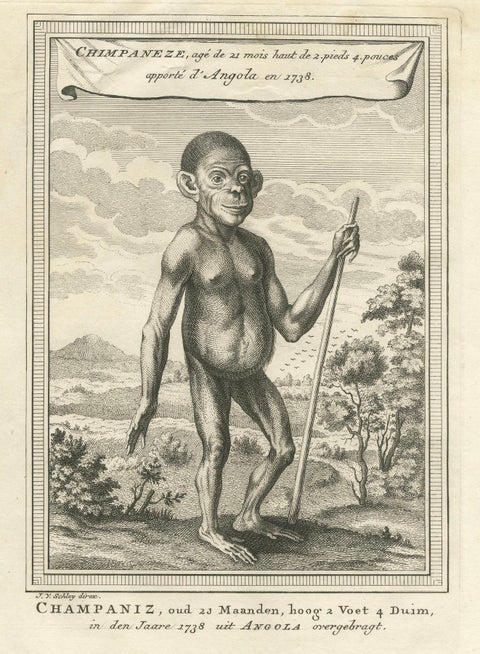 The Chimpanzee from Angola: Enlightenment Era Natural History Engraving, 1738, close-up 2