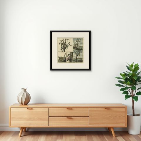 Old Print with Fruits from Asia Cocoa, Soursop Belimbing, Chinese Lemon, 1711, shown framed on a wall
