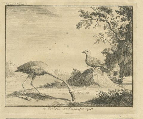 Antique Bird Print of Various Birds by Valentijn, 1726, view 3