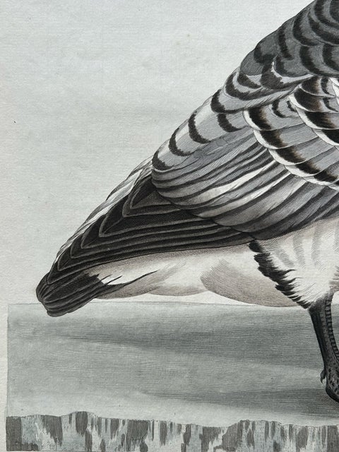 Anas, Brenta, Barnacle Goose from Nederlandsche Vogelen, 1797, view 8
