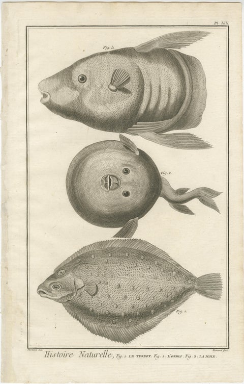 Decorative Set of Three Antique Fish Prints - Ornamental History Prints, ca.1770, view 4