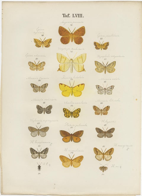 Set of 4 Antique Prints of Various Butterflies and Moths by Ramann, circa 1870, view 3