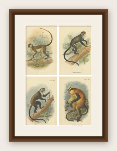 Set of 4 Antique Prints of Guenon Monkey Species by Lloyd, 'circa 1894', shown framed
