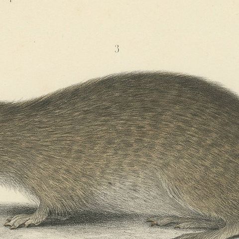 Antique Print of a Gerbil, Mouse and Rat, close-up 1