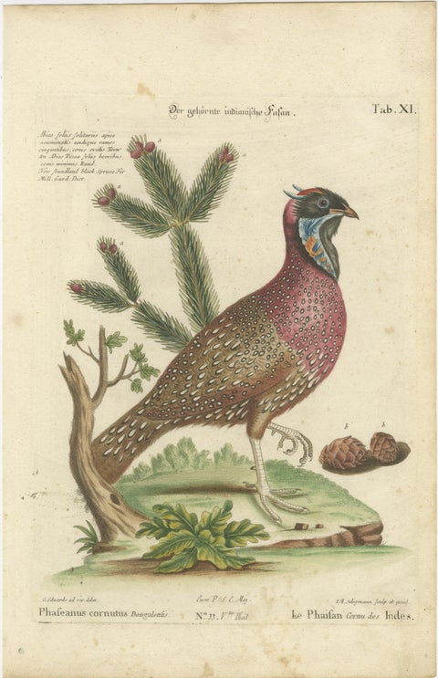 Hand-Colored Engraving of the Horned Indian Pheasant by Johann Seligmann, c.1770, view 2