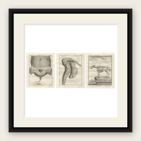 Set of 3 Antique Quadruped Anatomy Engravings, Buffon Scientific Plates 1769, shown framed