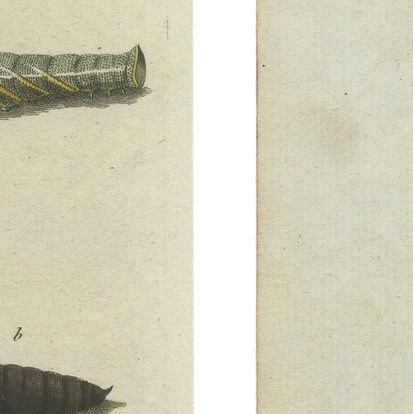 Hawk-Moths and Butterflies: Hand-Colored Engravings, Published in 1805, close-up 2