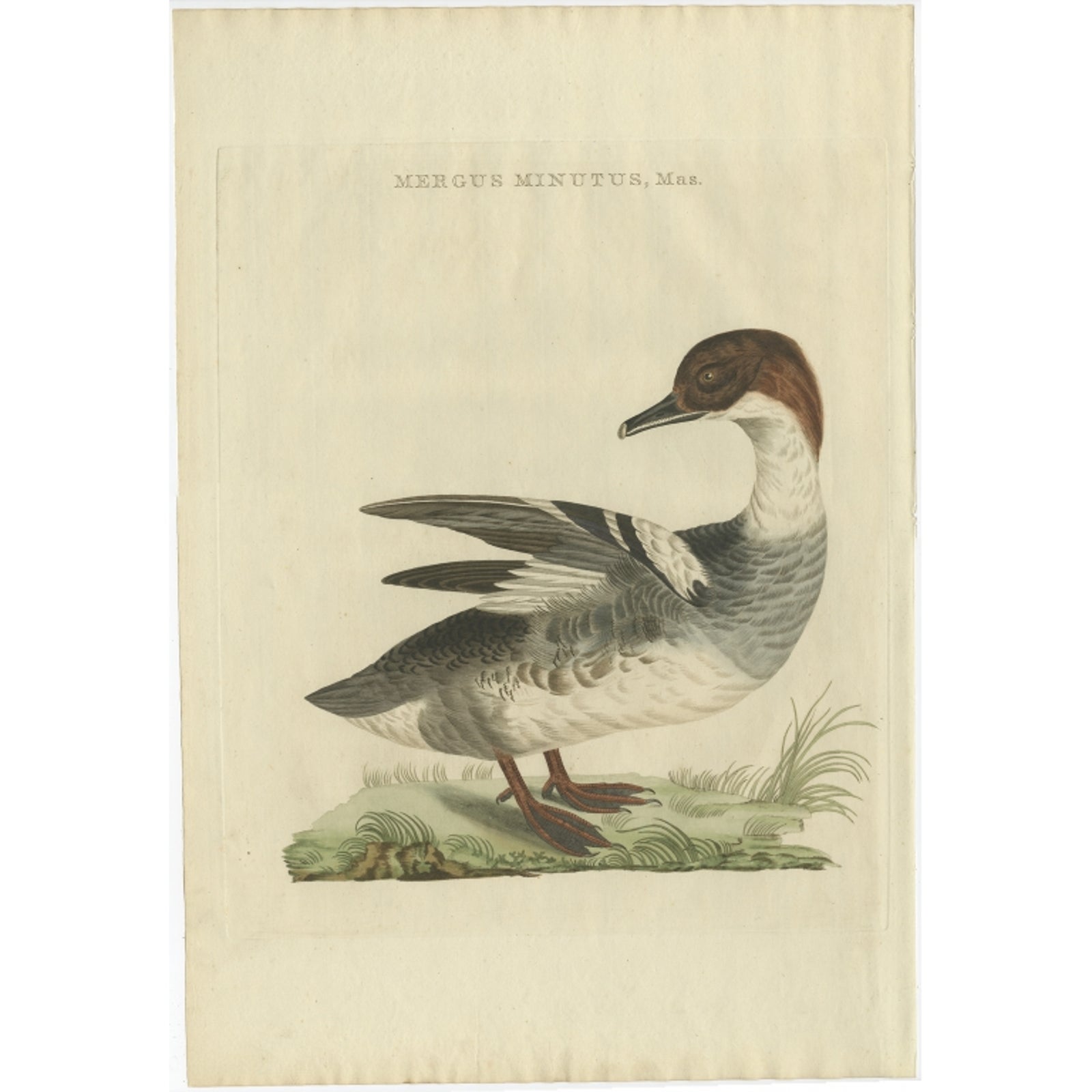 Male Common Merganser Antique Bird Print by Sepp & Nozeman, circa 1809