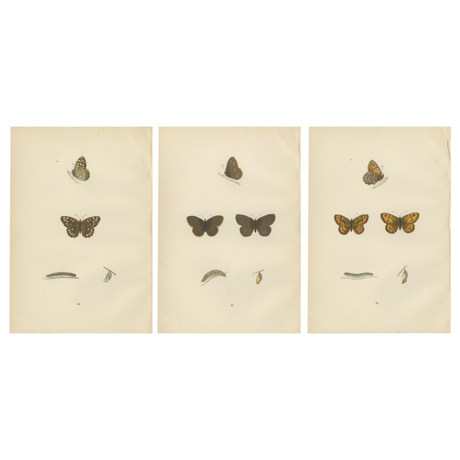 Lepidoptera Lifecycle: A Triptych of Transformation, 1890