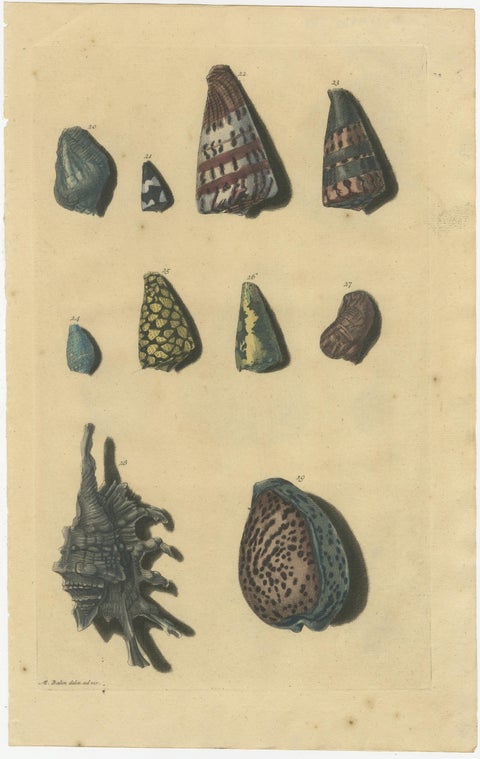 Set of 6 Colored Antique Prints of various Sea Shells and Molluscs, view 3