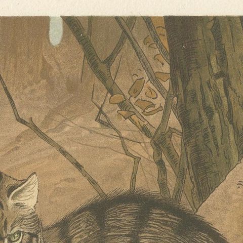 Antique Print of a Wild Cat by Lydekker '1894', close-up 1