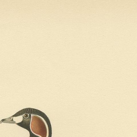 Antique Bird Print of the Red-Breasted Goose by Von Wright '1929', close-up 1