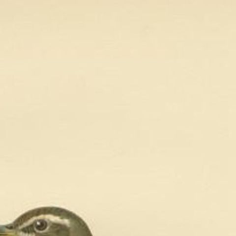 Antique Bird Print of The Redwing by Von Wright, 1927, close-up 1