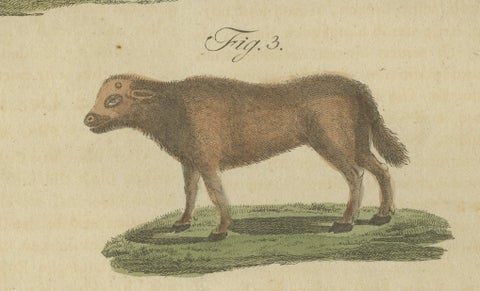 Antique Exotic Cattle, Yak & Buffalo Engraving, Bertuch, c. 1800, close-up 6