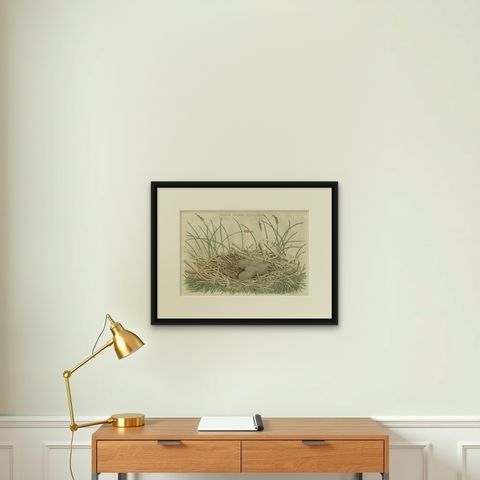 Birds Nest and Eggs of the Eurasian Bittern or Great Bittern, 1770, shown framed on a wall