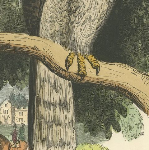 The Peregrine Falcon, Antique Wood Engraving, circa 1860, close-up 5