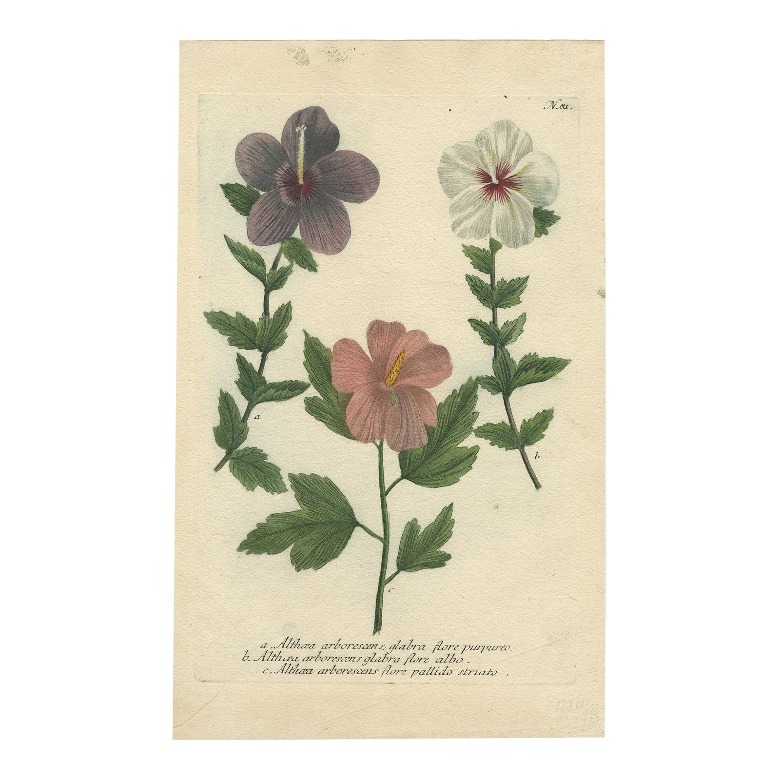 Antique Botanical Engraving of Tree Mallow Flowers, Weinmann, 1737