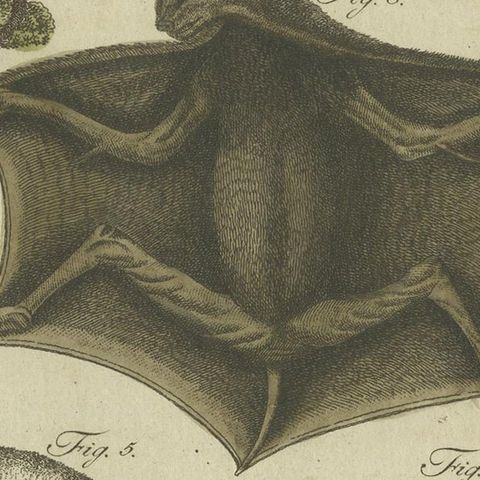 Antique Animal Print of Lemur Species by Bertuch, circa 1800, close-up 2