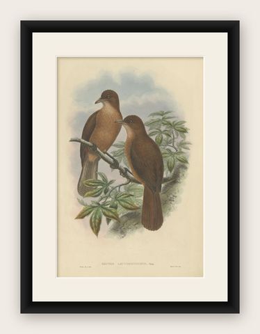 Antique Bird Print of the White-Billed Wood-Shrike by Gould, C.1880, shown framed