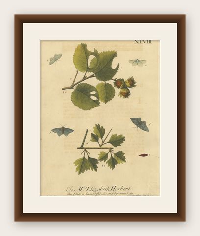 English Moths on Hazel Branch with Nuts, Antique Insect Engraving, Albin 1720, shown framed