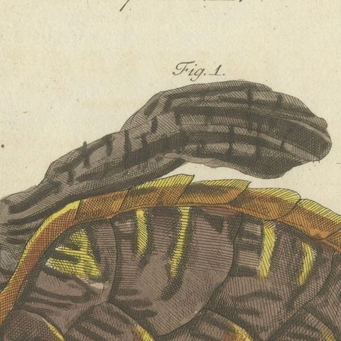 Original Antique Print of Sea Turtle and Freshwater Turtle by Bertuch, c. 1790, close-up 4