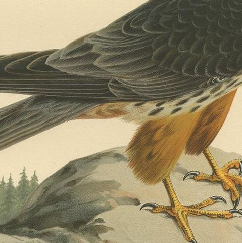 Antique Bird Print of the Eurasian Hobby Falcon by Von Wright, 1929, close-up 2