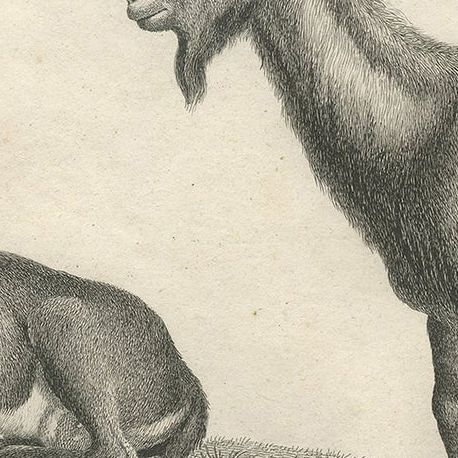 Antique Print of a Wild Goat by Miger 'c.1805', close-up 2