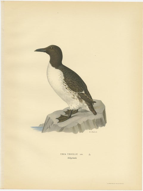 Antique Bird Print of the Common Troille by Von Wright, 1929, view 2