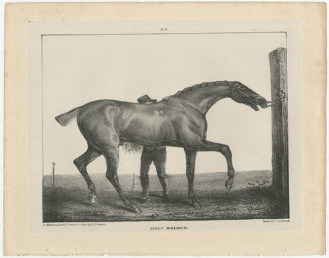 Muly Moloch, Antique Sporting Horse Lithograph, Hullmandel c.1840, view 2