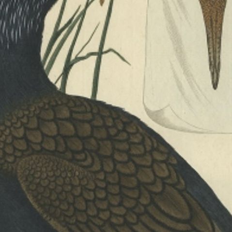 Antique Bird Print of the Great Black Cormorant by Sepp & Nozeman, 1770, close-up 1