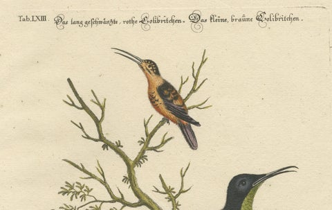 Large Red and Small Brown Hummingbirds Engraving by J.M. Seligmann, 18th Century, close-up 3