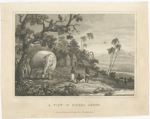 View in Sierra Leone, West Africa, Elephant, Antique Engraving, circa 1825, view 2