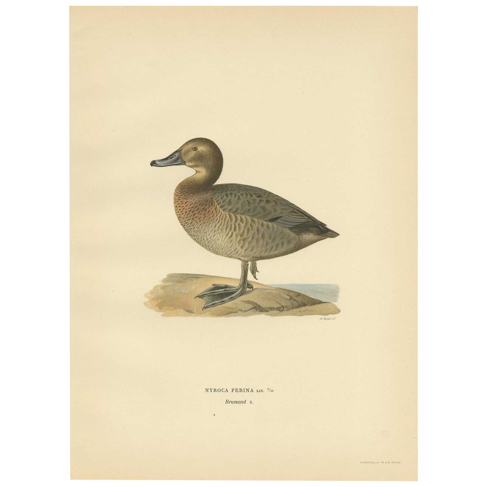 Antique Bird Print of the Female Common Pochard by Von Wright, 1929