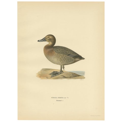 Antique Bird Print of the Female Common Pochard by Von Wright, 1929