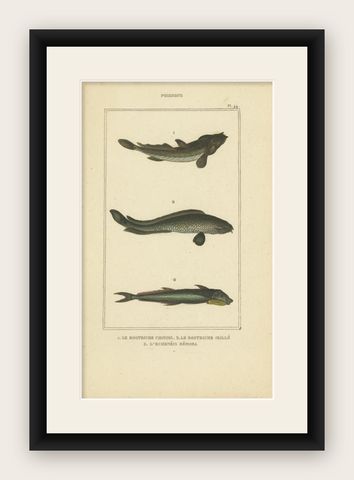 Antique Print of the Four-Eyed Sleeper and Other Fish Species, 1844, shown framed