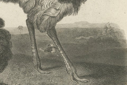 Rare Copperplate Engraving of the Extinct Dodo and an Ostrich, 1805, close-up 4