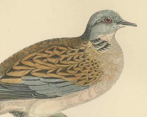 Turtle Dove on a Mossy Bough, Antique Hand Colored Bird Print, Morris, 1896, close-up 1